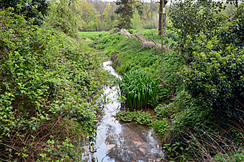 Flitwick mill stream April 2017
