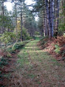 Daintry Wood