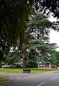 The site of Goldington Bury June 2017