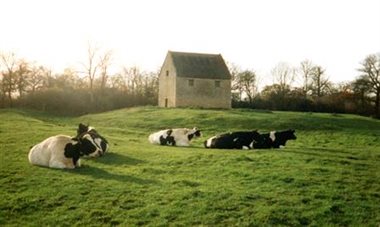Dovecote and Cows